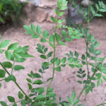 Jasminum Grandiflorum Chameli Plant