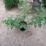 Jasminum Grandiflorum Chameli Plant