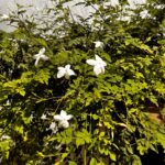 Jasminum Grandiflorum Chameli Plant