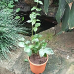 Jasminum Sambac Butt Mogra Plant