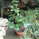 Jasminum Sambac Butt Mogra Plant