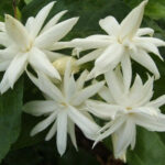 Jasminum Sambac Madan Mogra Plant