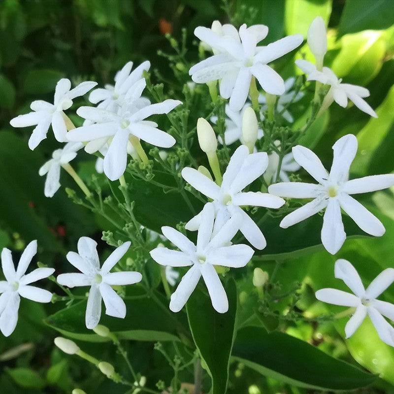 Jui Plant - Juhi | Fragrant Flower Plant Jui Plant - Juhi | Fragrant Flower Plant