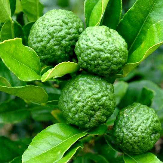 Kaffir Lime Plant - Makrut lime, Thai Lime
