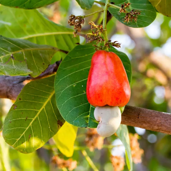 Kaju Plant - Cashew Nut Plant (Grafted/Not Grafted)