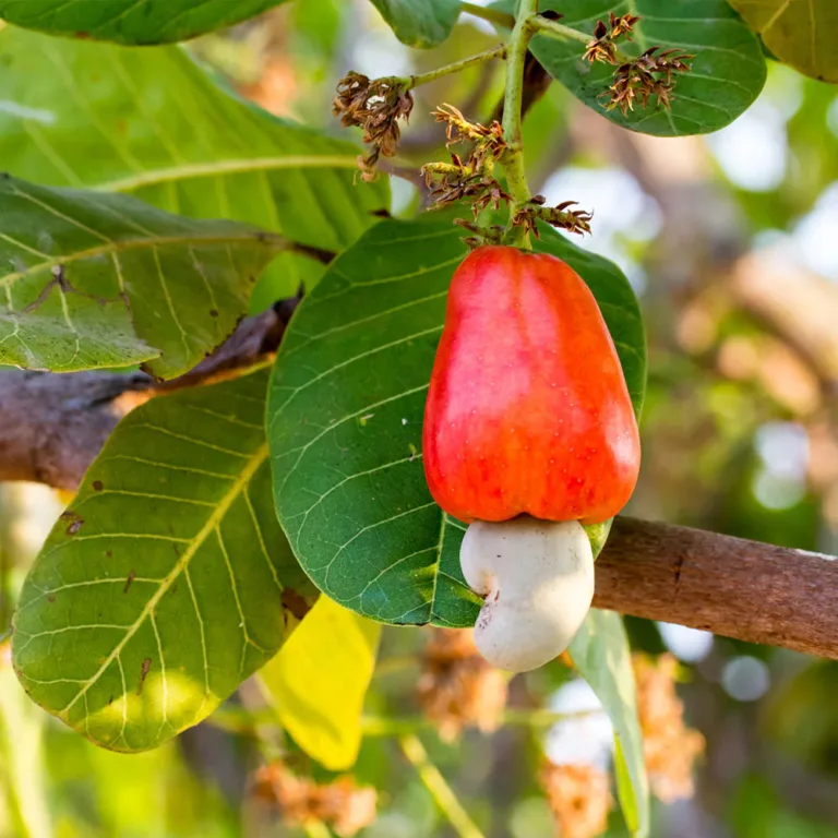 Kaju Plant - Cashew Nut Plant (Grafted/Not Grafted)