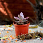 Kalanchoe Humilis Desert Surprise Succulent Plant