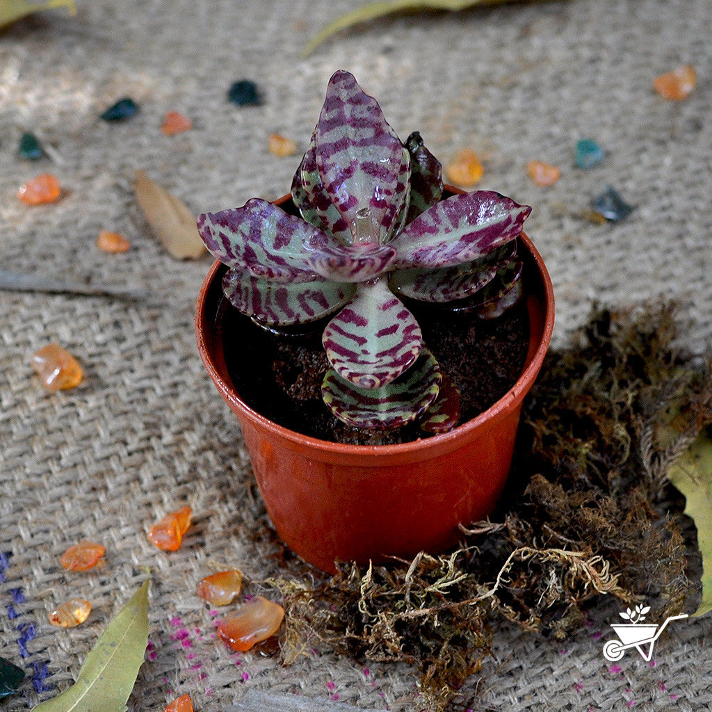 Kalanchoe Humilis Desert Surprise Succulent Plant Kalanchoe Humilis Desert Surprise Succulent Plant