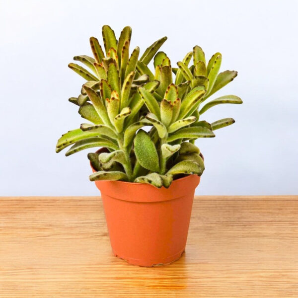 Kalanchoe Tomentosa - Chocolate Soldier Plant