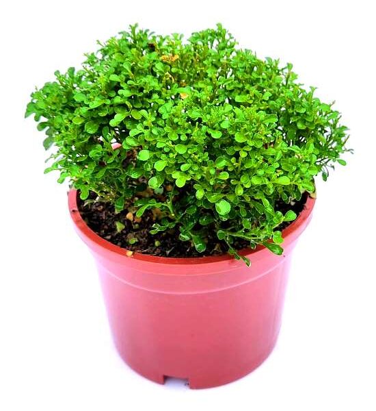 Kamini Dwarf -Murraya Paniculata Peppyflora