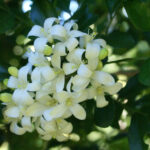 Kamini Murraya Paniculata Plant