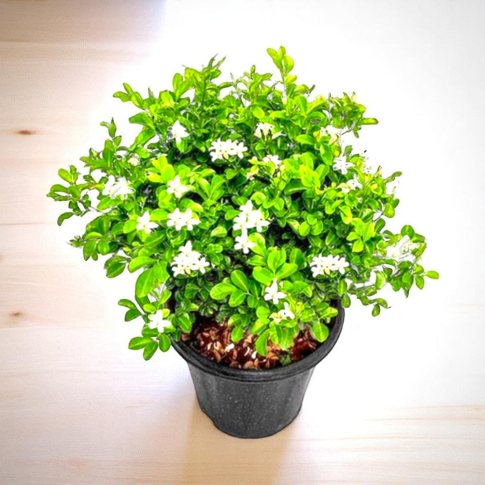 Kamini Plant - Madhukamini, Murraya Kionegi Kamini Plant - Madhukamini, Murraya Kionegi