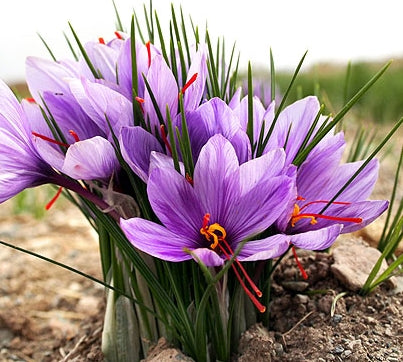 Kashmiri Saffron (Kesar) Bulbs – Pack of 10