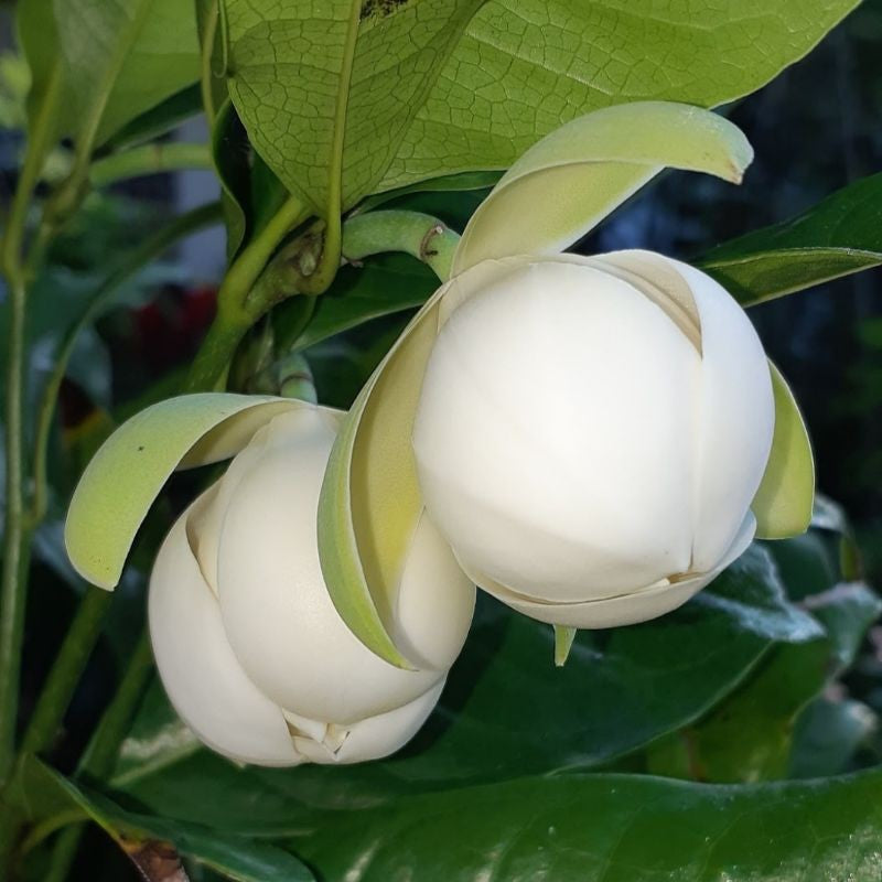 Kavati Chafa White - Magnolia Liliifera | Fragrant Flower Plant Kavati Chafa White - Magnolia Liliifera | Fragrant Flower Plant