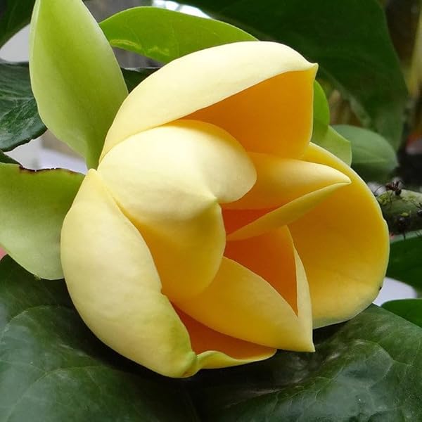 Kavati Chafa Yellow - Magnolia Liliifera | Fragrant Flower Plant