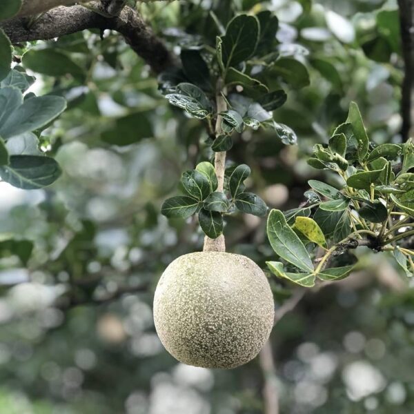 Kawath Plant, Kavath, Kapittha, Wood Apple - Limonia Acidissima