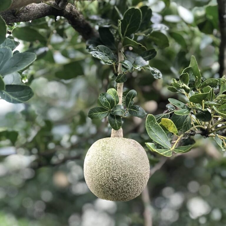 Kawath Plant, Kavath, Kapittha, Wood Apple - Limonia Acidissima