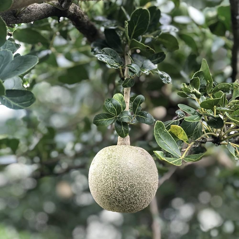 Kawath Plant, Kavath, Kapittha, Wood Apple - Limonia Acidissima Kawath Plant, Kavath, Kapittha, Wood Apple - Limonia Acidissima