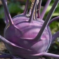 Knol Khol F1 Hybrid Purple seeds (100 Seeds) - omaxe seeds