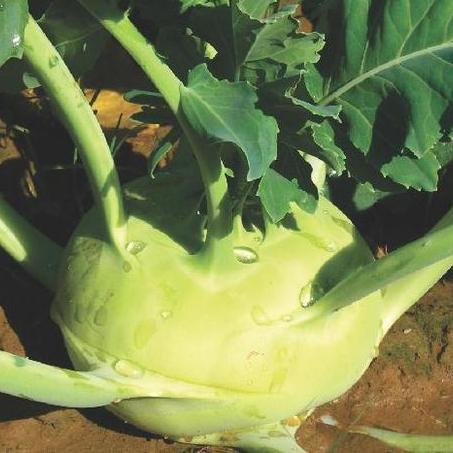 Knol Khol F1 Hybrid Seeds (50 Seeds) - omaxe seeds