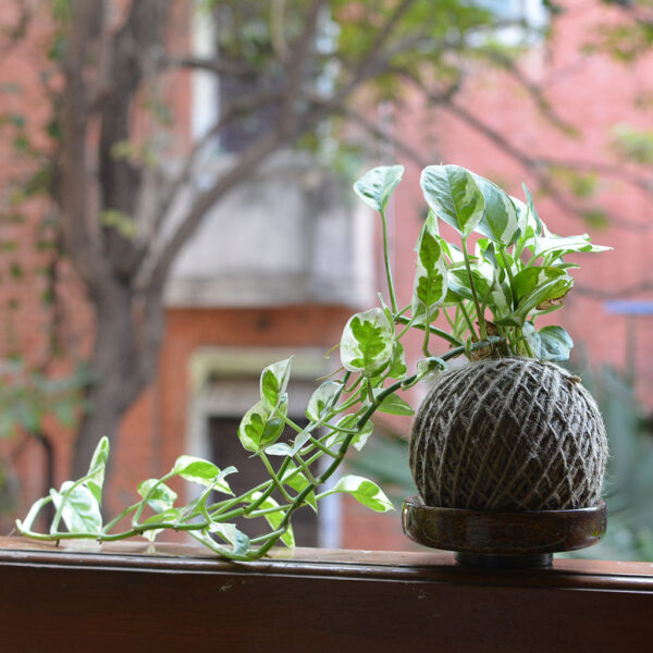 Kokedama Moss Ball Pearls & Jade Pothos Plant