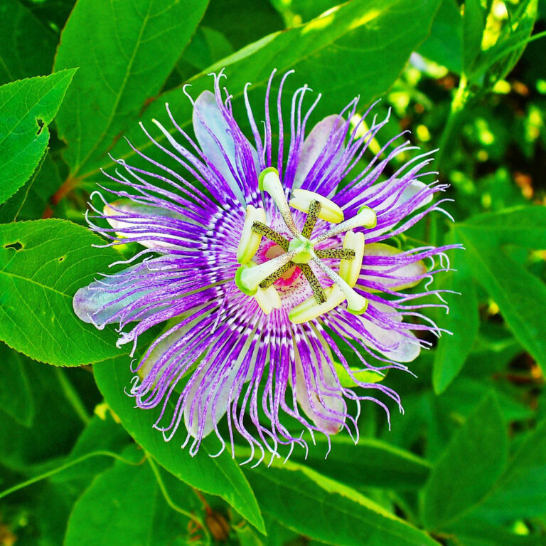 Krishna Kamal Passiflora Incarnata Plant