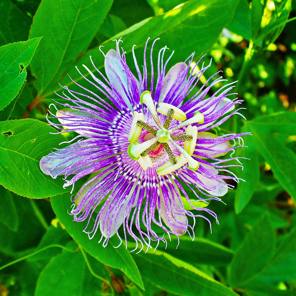 Krishna Kamal Passiflora Incarnata Plant Krishna Kamal Passiflora Incarnata Plant