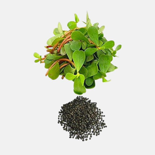 Kulfa (noniya) Seeds 4gm | Sunrise