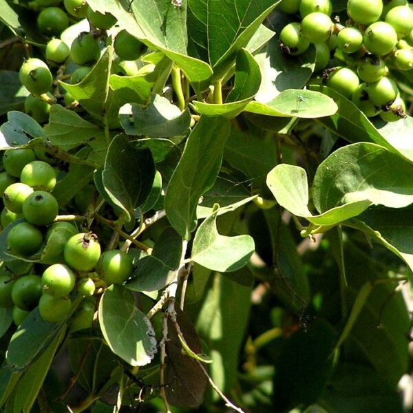Lasoda Plant (grafted) - Bhokar, Gum Berry, Glue Berry | Hybrid Fruit Plant