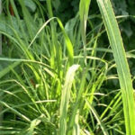Lemon Grass Cymbopogon Citratus Plant