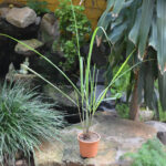 Lemon Grass Cymbopogon Citratus Plant