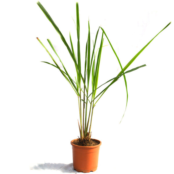 Lemon Grass Cymbopogon Citratus Plant