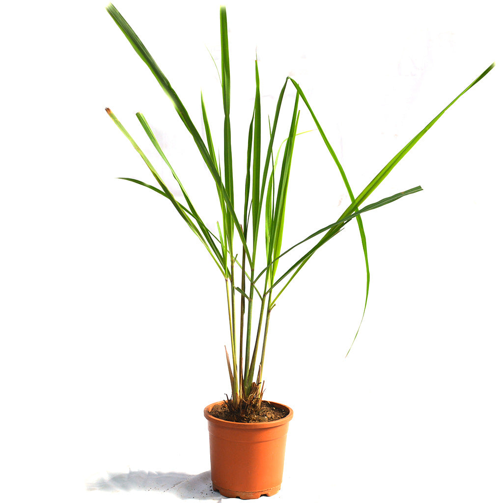 Lemon Grass Cymbopogon Citratus Plant Lemon Grass Cymbopogon Citratus Plant