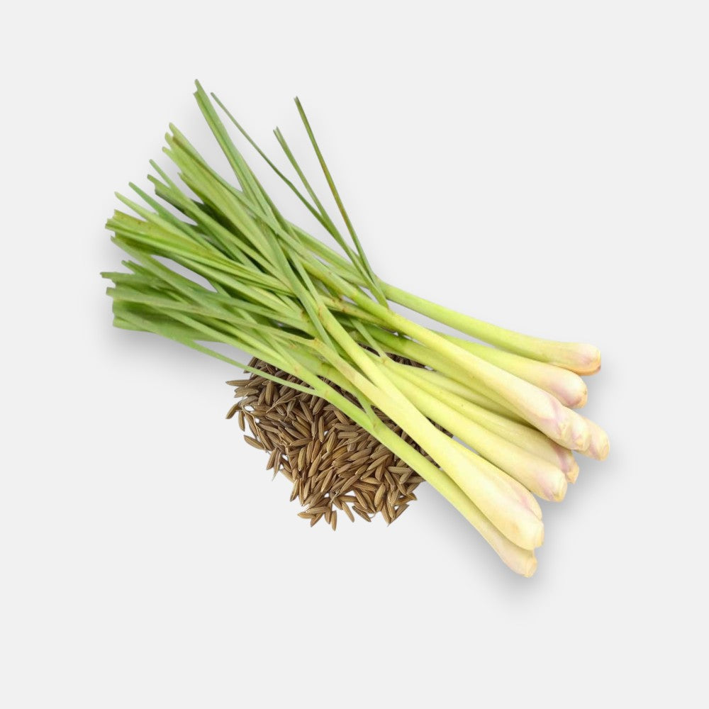 Lemon Grass Seed (30 seeds) - Sunrise Lemon Grass Seed (30 seeds) - Sunrise
