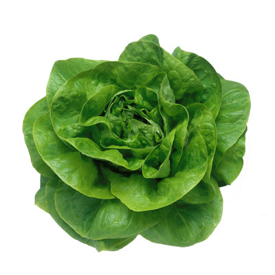 Lettuce Butter Head Green (50 seeds) - omaxe seeds