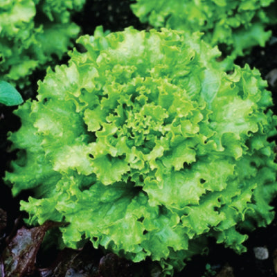 Lettuce Grand Rapids (Ice berg crispiano) Seeds - omaxe seeds