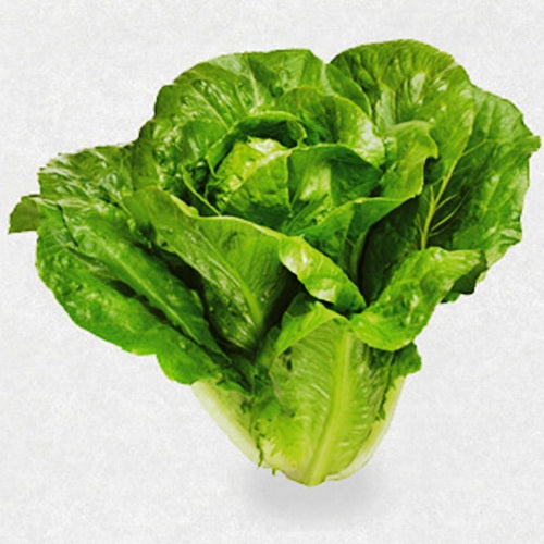 Lettuce Imported Romaine (100 seeds) - omaxe seeds