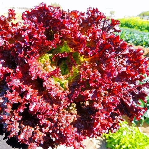 Lettuce Lollo Rossa (Red salad bowl) seeds - omaxe seeds