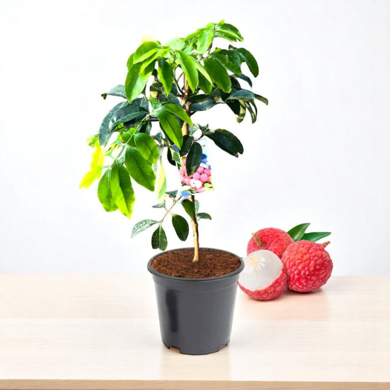 Litchi Plant | Grafted Fruit Plant