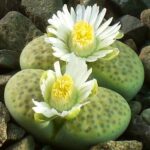 Lithop Fulviceps Aurea Living Stone Succulent Plant