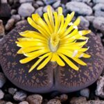 Lithops Aucampiaes Living Stone Succulent Plant