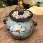 Lithops Aucampiaes Living Stone Succulent Plant