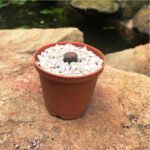 Lithops Aucampiaes Living Stone Succulent Plant