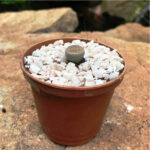 Lithops Pseudotruncatella ssp. Dentritica Farinosa Living Stone Succulent Plant