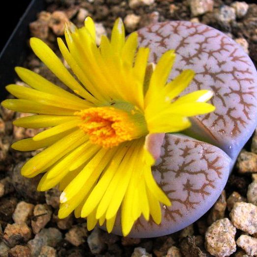 Lithops Pseudotruncatella ssp. Dentritica Farinosa Living Stone Succulent Plant