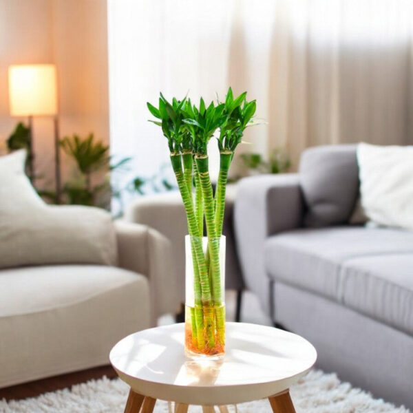 Lucky Bamboo Lotus (Tiger) Sticks (3 Stick, 30cm) - Pot Not Included