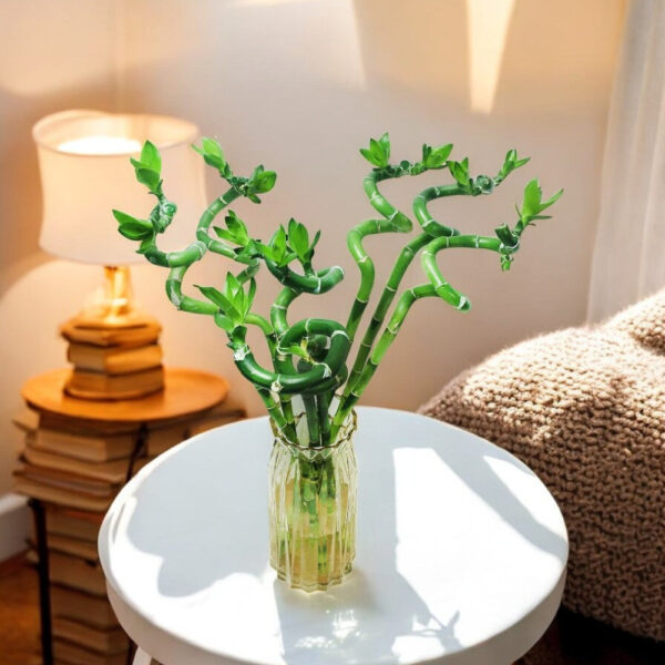 Lucky Bamboo Spiral Sticks (3 Stick, 45cm) - Pot Not Included