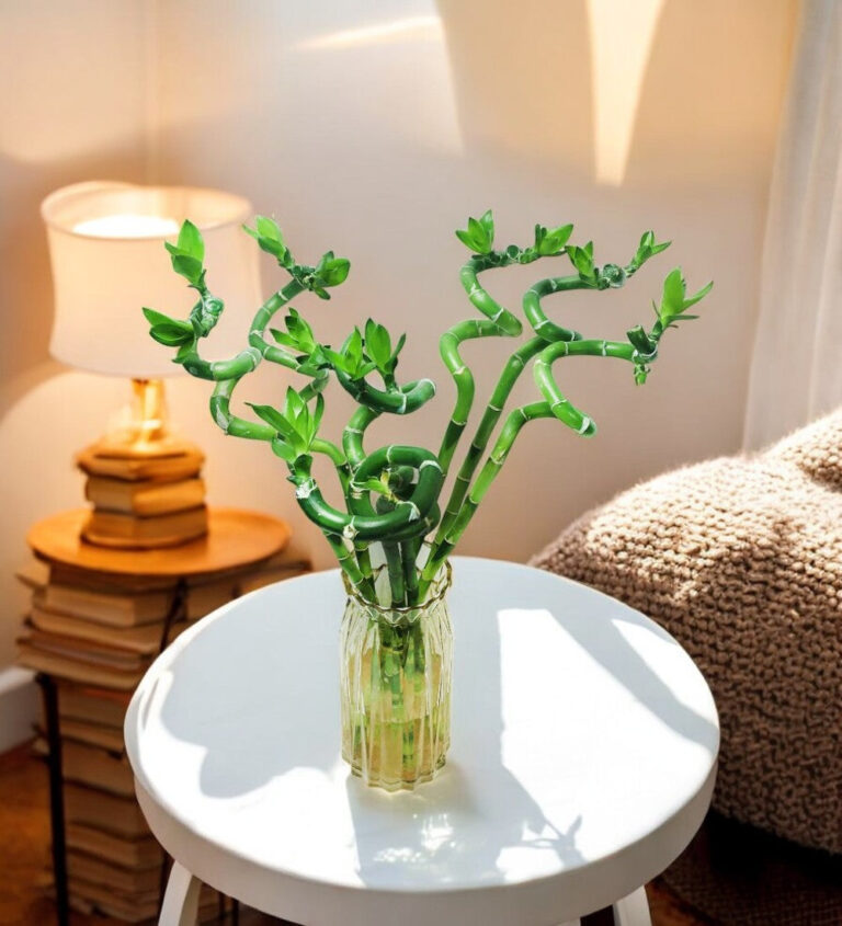 Lucky Bamboo Spiral Sticks (3 Stick, 90cm) - Pot Not Included