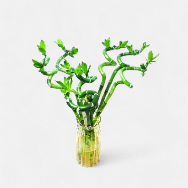 Lucky Bamboo Spiral Sticks - Good Luck Indoor Feng Shui Plant