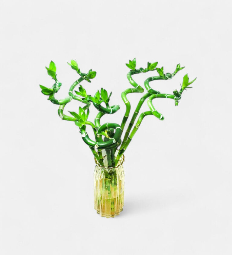 Lucky Bamboo Spiral Sticks - Good Luck Indoor Feng Shui Plant